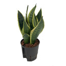 Sansevieria Futura Superba  13/12 - LV-9