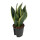 Sansevieria Futura Superba  13/12 - LV-9