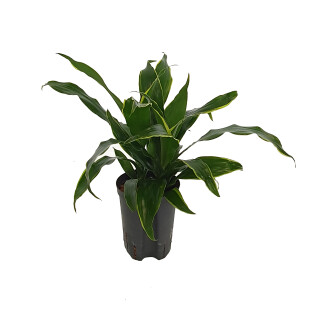 Dracaena der. Arturo Tuff Kopf 15/19 - LV-7