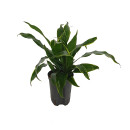 Dracaena der. Arturo Tuff Kopf 15/19 - LV-7