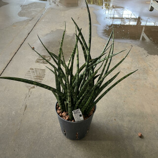 Sansevieria Kirkii Fernwood  13/12 - LV-8