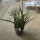 Sansevieria Kirkii Fernwood  13/12 - LV-8