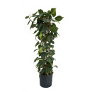 Philodendron scandens variegata am Gitterrohr 120 22/19 -...