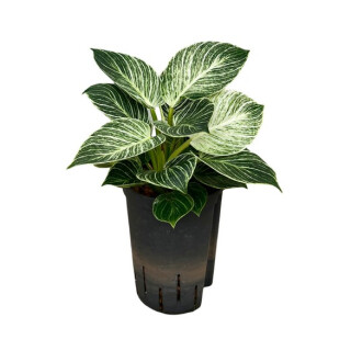 Philodendron White Measure 40 cm 15/19