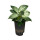 Philodendron White Measure 40 cm 15/19