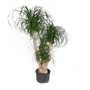 Beaucarnea rec. verzweigt 100 28-32/19 - LV-3