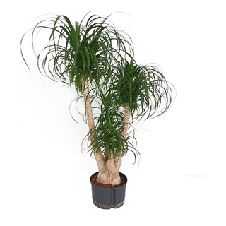 Beaucarnea rec. verzweigt 120 28/19 - LV-3