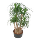 Beaucarnea rec. verzweigt 140-150 40/28 - LV-3