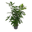 Caryota mitis 110  22/19 - LV-7