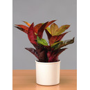 CLAUDIA  Kunststoffgefäß 09/07 schwarz