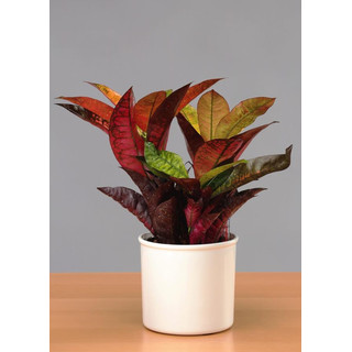 CLAUDIA  Kunststoffgefäß 18/19 weiss