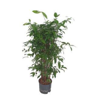 Dracaena Surculosa Tuff 90-100 22/19  - LV -7