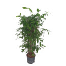 Dracaena Surculosa Tuff 90-100 22/19  - LV -7