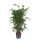 Dracaena Surculosa Tuff 90-100 22/19  - LV -7