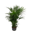 Howeia forsteriana (Kentie) 140-160 8pp  22/19 - LV-9