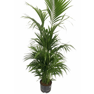 Howeia forsteriana (Kentie) 160-180 10pp  28/19 - LV-9