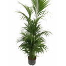 Howeia forsteriana (Kentie) 160-180 10pp  28/19 - LV-9