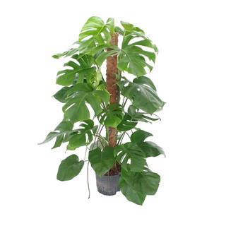 Monstera deliciosa am Moosstab 120 22/19 - LV-7