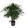 Rhapis excelsa 100 22/19 - LV-8