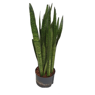 Sansevieria trifas. Zeylanica (dunkelgrün)  80-100  28/19 - LV-9