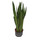 Sansevieria trifas. Zeylanica (dunkelgrün)  80-100  28/19 - LV-9