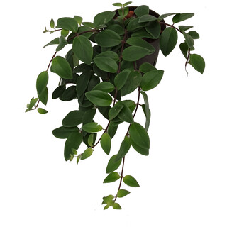 Aeschynanthus lob. 13/12