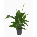Spathiphyllum  40-60  15/19 - LV-5