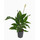 Spathiphyllum  40-60  15/19 - LV-5