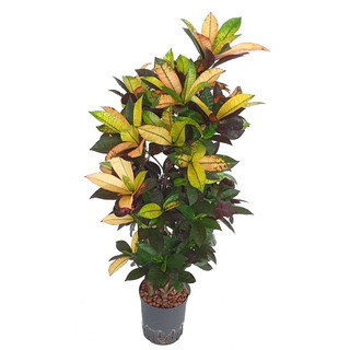 Codiaeum var. Mrs. Iceton verzweigt 100 22/19 - LV-2