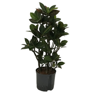 Codiaeum var. Petra verzweigt 90 22/19 - LV-2