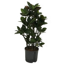 Codiaeum var. Petra verzweigt 90 22/19 - LV-2