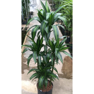 Dracaena der. Hawaian sunshine Karussel 6pp 90-100 28/19 - LV-7