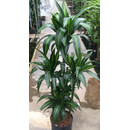 Dracaena der. Hawaian sunshine Karussel 6pp 90-100 28/19...