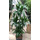 Dracaena der. Hawaian sunshine Karussel 6pp 90-100 28/19 - LV-7