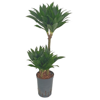 Dracaena der. Janet Craig compacta 45/15  80 15/19 - LV-8