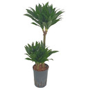 Dracaena der. Janet Craig compacta 45/15  80 15/19 - LV-8