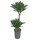 Dracaena der. Janet Craig compacta 45/15  80 15/19 - LV-8