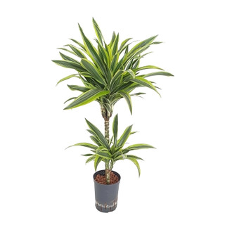 Dracaena der. Lemon 45/15 80 15/19 - LV-7