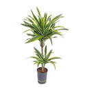 Dracaena der. Lemon 45/15 80 15/19 - LV-7