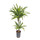 Dracaena der. Lemon 45/15 80 15/19 - LV-7