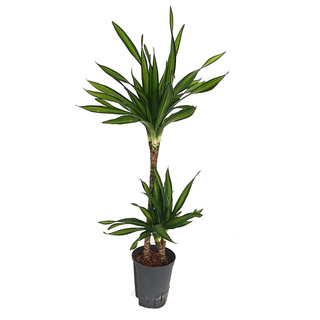 Dracaena Rikkii 45/15 70-90 15/19 - LV-8