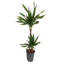 Dracaena Rikkii 45/15 70-90 15/19 - LV-8