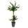 Dracaena Rikkii 45/15 70-90 15/19 - LV-8