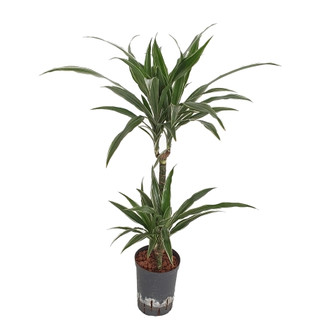 Dracaena der. Warneckii 45/15 100 15/19 - LV-7