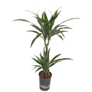 Dracaena der. Warneckii 45/15 100 15/19 - LV-7
