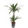 Dracaena der. Warneckii 45/15 100 15/19 - LV-7