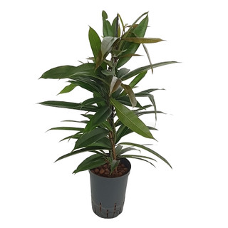 Ficus lon. Amstel King 80 15/19 - LV-3