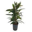 Ficus lon. Amstel King 80 15/19 - LV-3