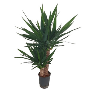 Yucca ele. Tuff  45/15 80-100 15/19 - LV-1