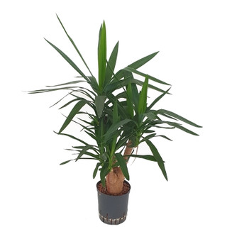 Yucca ele. verzweigt 80-100 22-28/19 - LV-1